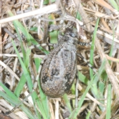 Acripeza reticulata at Paddys River, ACT - 28 Jan 2022 04:38 PM