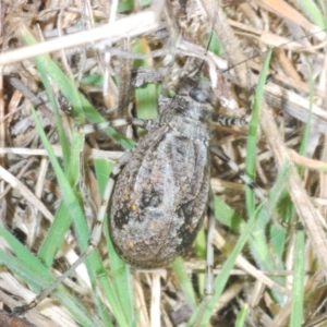 Acripeza reticulata at Paddys River, ACT - 28 Jan 2022 04:38 PM