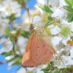 Timoconia flammeata (Bright Shield-skipper) at Gibraltar Pines - 28 Jan 2022 by Harrisi