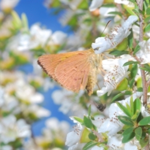 Timoconia flammeata at Paddys River, ACT - 28 Jan 2022