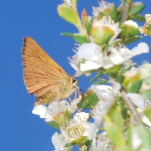 Timoconia flammeata at Paddys River, ACT - 28 Jan 2022