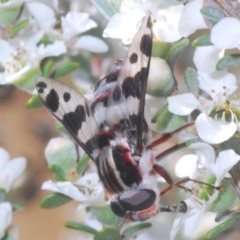 Pelecorhynchus nigripennis (Red-ruffed pelecorhynchid) at Paddys River, ACT - 28 Jan 2022 by Harrisi