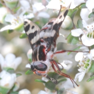 Pelecorhynchus nigripennis at Paddys River, ACT - 28 Jan 2022