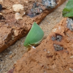 Siphanta acuta (Green planthopper, Torpedo bug) at McKellar, ACT - 29 Jan 2022 by Amata