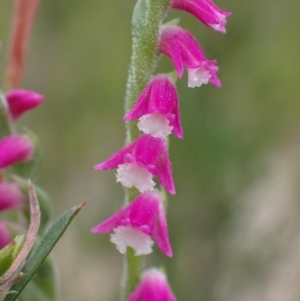 Spiranthes australis at Paddys River, ACT - suppressed