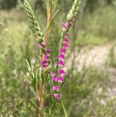 Spiranthes australis at Paddys River, ACT - 28 Jan 2022