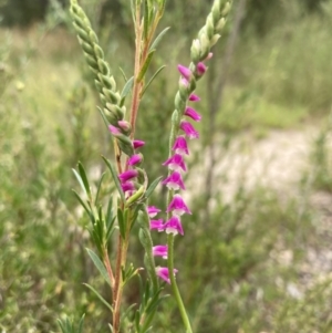 Spiranthes australis at Paddys River, ACT - suppressed