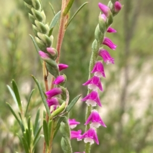 Spiranthes australis at Paddys River, ACT - suppressed