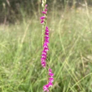 Spiranthes australis at Paddys River, ACT - 28 Jan 2022