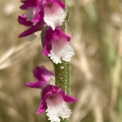 Spiranthes australis at Paddys River, ACT - 28 Jan 2022