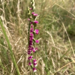 Spiranthes australis at Paddys River, ACT - 28 Jan 2022