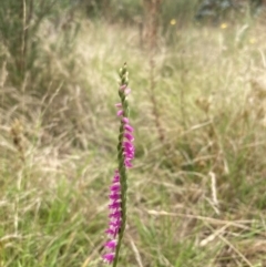 Spiranthes australis at Paddys River, ACT - 28 Jan 2022