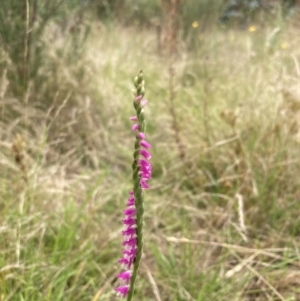 Spiranthes australis at Paddys River, ACT - 28 Jan 2022