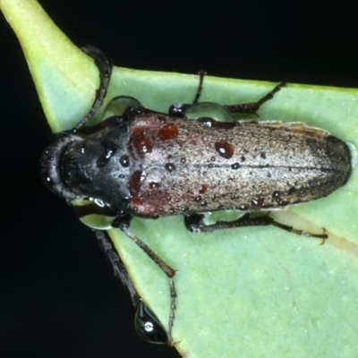 Euctenia sp. (genus) (Wedge-shaped beetle) at Mount Ainslie - 29 Jan 2022 by jb2602