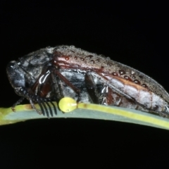 Euctenia sp. (genus) at Ainslie, ACT - 29 Jan 2022