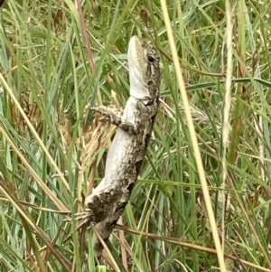 Amphibolurus muricatus at Paddys River, ACT - 28 Jan 2022