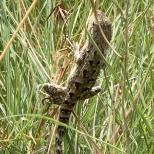 Amphibolurus muricatus at Paddys River, ACT - 28 Jan 2022