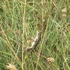 Amphibolurus muricatus at Paddys River, ACT - 28 Jan 2022