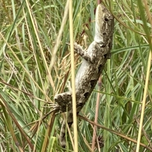 Amphibolurus muricatus at Paddys River, ACT - 28 Jan 2022