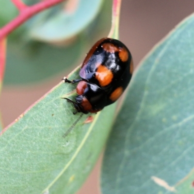 Paropsisterna beata (Blessed Leaf Beetle) at Wodonga, VIC - 30 Jan 2022 by KylieWaldon