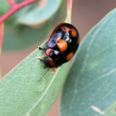 Paropsisterna beata (Blessed Leaf Beetle) at Wodonga, VIC - 29 Jan 2022 by KylieWaldon