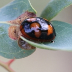 Paropsisterna beata at Wodonga, VIC - 30 Jan 2022 08:58 AM