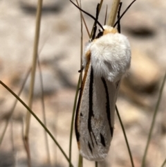 Aloa marginata (Donovan's Tiger Moth) at Wanniassa Hill - 27 Jan 2022 by AnneG1