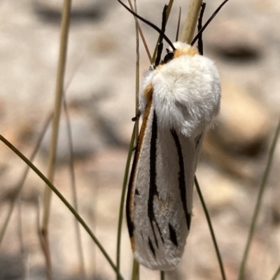 Aloa marginata (Donovan's Tiger Moth) at Wanniassa Hill - 27 Jan 2022 by AnneG1