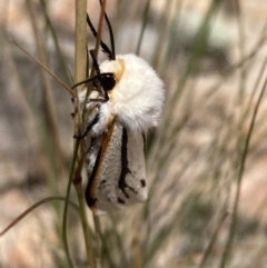 Aloa marginata at Jerrabomberra, ACT - 27 Jan 2022 12:19 PM