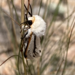 Aloa marginata at Jerrabomberra, ACT - 27 Jan 2022