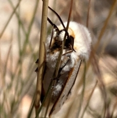 Aloa marginata at Jerrabomberra, ACT - 27 Jan 2022