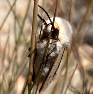 Aloa marginata at Jerrabomberra, ACT - 27 Jan 2022 12:19 PM