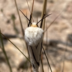 Aloa marginata at Jerrabomberra, ACT - 27 Jan 2022 12:19 PM