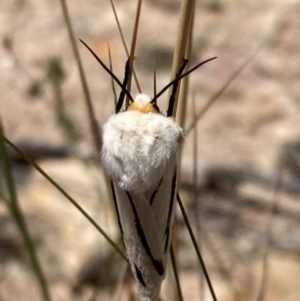 Aloa marginata at Jerrabomberra, ACT - 27 Jan 2022 12:19 PM