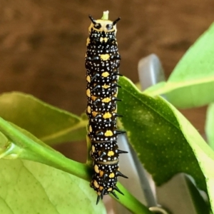 Papilio anactus at Aranda, ACT - 28 Jan 2022