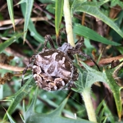 Backobourkia sp. (genus) (An orb weaver) at Molonglo Valley, ACT - 30 Jan 2022 by KMcCue