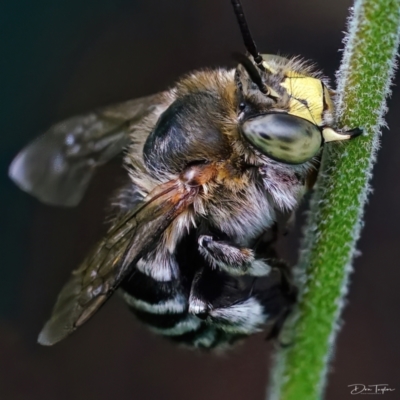 Amegilla sp. (genus) (Blue Banded Bee) at Page, ACT - 29 Jan 2022 by DonTaylor