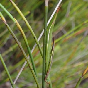 Psednura pedestris at Jerrawangala, NSW - 24 Jan 2022