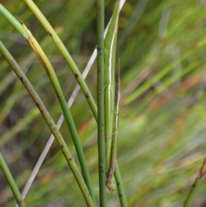 Psednura pedestris at Jerrawangala, NSW - 24 Jan 2022