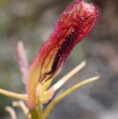 Cryptostylis hunteriana (Leafless Tongue Orchid) at Jerrawangala National Park - 24 Jan 2022 by AnneG1
