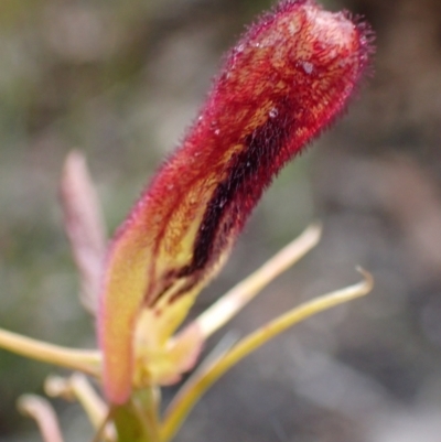 Cryptostylis hunteriana (Leafless Tongue Orchid) at Jerrawangala National Park - 24 Jan 2022 by AnneG1