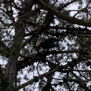 Zanda funerea at Mogareeka, NSW - 29 Jan 2022 03:29 PM