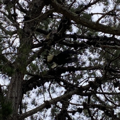 Zanda funerea (Yellow-tailed Black-Cockatoo) at Mogareeka, NSW - 29 Jan 2022 by jksmits