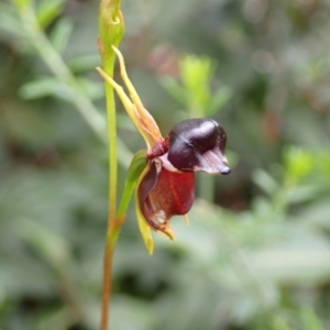 Caleana major at Jerrawangala, NSW - 24 Jan 2022