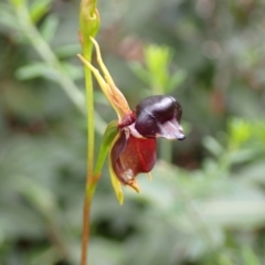 Caleana major (Large Duck Orchid) at Jerrawangala National Park - 24 Jan 2022 by AnneG1