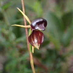 Caleana major at Jerrawangala, NSW - 24 Jan 2022