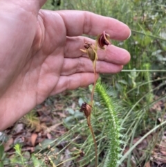 Caleana major at Jerrawangala, NSW - 24 Jan 2022