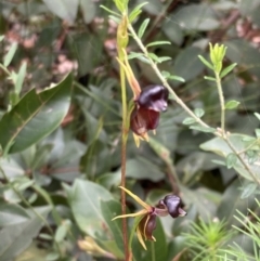 Caleana major at Jerrawangala, NSW - suppressed
