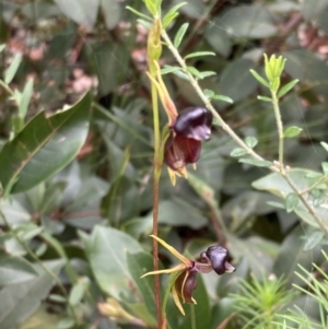 Caleana major at Jerrawangala, NSW - suppressed
