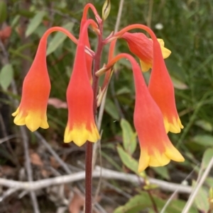 Blandfordia nobilis at Jerrawangala, NSW - 24 Jan 2022